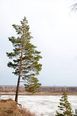 Bahar River, buz Nehri üzerinde. çıplak ağaçlar ve mavi gökyüzünde güzel bulutlar güzel bahar manzara nehir buz ile erimiş