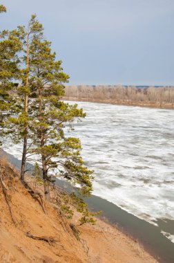 Bahar River, buz Nehri üzerinde. çıplak ağaçlar ve mavi gökyüzünde güzel bulutlar güzel bahar manzara nehir buz ile erimiş