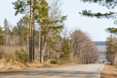 Ülkede yol çam ormanı erken baharda. İl karayolu. halka açık bir yolda veya diğer halka açık bir yolda karada