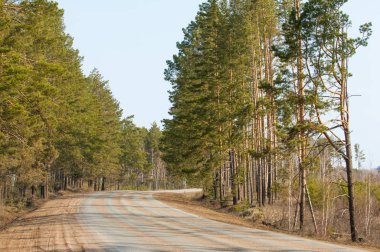 Ülkede yol çam ormanı erken baharda. İl karayolu. halka açık bir yolda veya diğer halka açık bir yolda karada