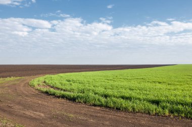 Kış fidan sahada. çim sahada. Bahar, kış yeşil dönüm buğday. Tarım arka planını yeşil fide satır içeren bir alan. Genç kış buğday alanında