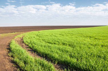Kış fidan sahada. çim sahada. Bahar, kış yeşil dönüm buğday. Tarım arka planını yeşil fide satır içeren bir alan. Genç kış buğday alanında