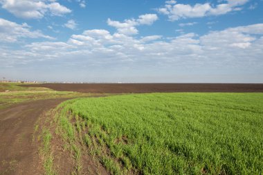 Kış fidan sahada. çim sahada. Bahar, kış yeşil dönüm buğday. Tarım arka planını yeşil fide satır içeren bir alan. Genç kış buğday alanında