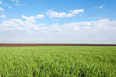 Kış fidan sahada. çim sahada. Bahar, kış yeşil dönüm buğday. Tarım arka planını yeşil fide satır içeren bir alan. Genç kış buğday alanında