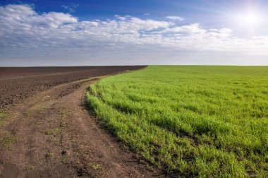 Kış fidan sahada. çim sahada. Bahar, kış yeşil dönüm buğday. Tarım arka planını yeşil fide satır içeren bir alan. Genç kış buğday alanında