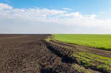 Kış fidan sahada. çim sahada. Bahar, kış yeşil dönüm buğday. Tarım arka planını yeşil fide satır içeren bir alan. Genç kış buğday alanında