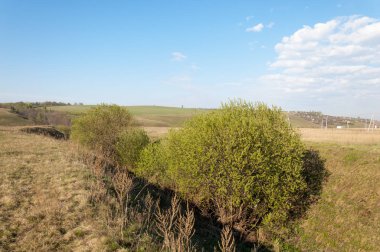 Dağ geçidi ağaç bahar. Toprak erozyonu bahar sezonu. Bahar güneşli bir dağ geçidi boyunca ağaçlar