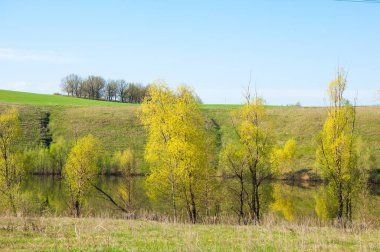 Dağ geçidi ağaç bahar. Toprak erozyonu bahar sezonu. Bahar güneşli bir dağ geçidi boyunca ağaçlar