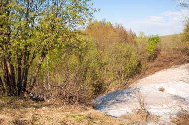 Son kar, yeşil ağaçlar. Bir orman hillside bahar yeşil kar son parça. Yeşil bahar kayın ormanı tepe üzerinde son karda. Nisan hava.