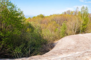 Son kar, yeşil ağaçlar. Bir orman hillside bahar yeşil kar son parça. Yeşil bahar kayın ormanı tepe üzerinde son karda. Nisan hava.