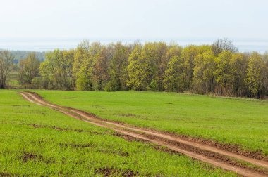 Bahar günü ülkede yol. Köy yolunda bahar günü ormanında. Köy yolunda yaz, yeşil alan ve mavi temiz gökyüzü arasında. Doğa kavramsal görüntü.
