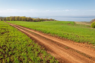 Kış fidan sahada. çim sahada. Bahar, kış yeşil dönüm buğday. Tarım arka planını yeşil fide satır içeren bir alan. Genç kış buğday alanında