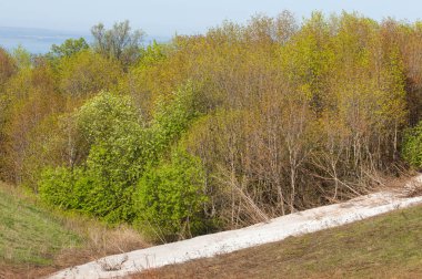 Son kar, yeşil ağaçlar. Bir orman hillside bahar yeşil kar son parça. Yeşil bahar kayın ormanı tepe üzerinde son karda. Nisan hava.