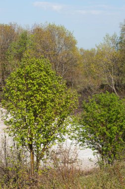 Son kar, yeşil ağaçlar. Bir orman hillside bahar yeşil kar son parça. Yeşil bahar kayın ormanı tepe üzerinde son karda. Nisan hava.