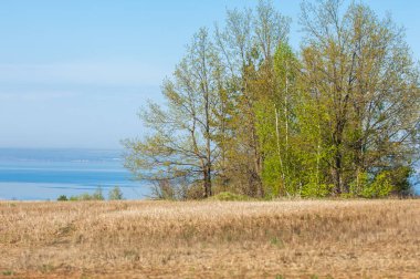 Bahar, büyük bir nehir, renkli ağaçlar. Nehir kenarında yumuşak sabah şafak ışığı içinde filizlenen büyük ağaç. Sakin nehir düşük dağlara akan