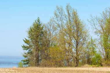 Bahar, büyük bir nehir, renkli ağaçlar. Nehir kenarında yumuşak sabah şafak ışığı içinde filizlenen büyük ağaç. Sakin nehir düşük dağlara akan