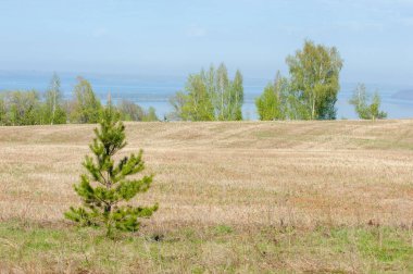Bahar, büyük bir nehir, renkli ağaçlar. Nehir kenarında yumuşak sabah şafak ışığı içinde filizlenen büyük ağaç. Sakin nehir düşük dağlara akan
