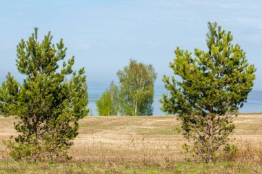 Bahar, büyük bir nehir, renkli ağaçlar. Nehir kenarında yumuşak sabah şafak ışığı içinde filizlenen büyük ağaç. Sakin nehir düşük dağlara akan