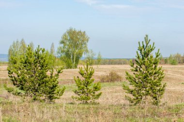 Bahar, büyük bir nehir, renkli ağaçlar. Nehir kenarında yumuşak sabah şafak ışığı içinde filizlenen büyük ağaç. Sakin nehir düşük dağlara akan