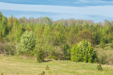Bahar, büyük bir nehir, renkli ağaçlar. Nehir kenarında yumuşak sabah şafak ışığı içinde filizlenen büyük ağaç. Sakin nehir düşük dağlara akan