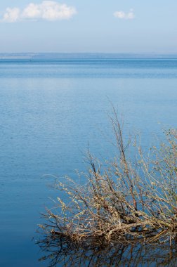 Bahar, büyük bir nehir, renkli ağaçlar. Nehir kenarında yumuşak sabah şafak ışığı içinde filizlenen büyük ağaç. Sakin nehir düşük dağlara akan