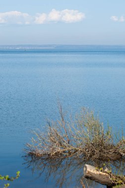Bahar, büyük bir nehir, renkli ağaçlar. Nehir kenarında yumuşak sabah şafak ışığı içinde filizlenen büyük ağaç. Sakin nehir düşük dağlara akan