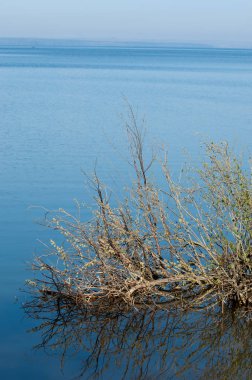 Bahar, büyük bir nehir, renkli ağaçlar. Nehir kenarında yumuşak sabah şafak ışığı içinde filizlenen büyük ağaç. Sakin nehir düşük dağlara akan