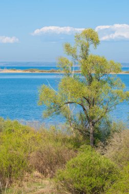 Bahar, büyük bir nehir, renkli ağaçlar. Nehir kenarında yumuşak sabah şafak ışığı içinde filizlenen büyük ağaç. Sakin nehir düşük dağlara akan