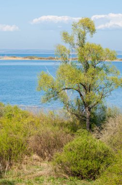 Bahar, büyük bir nehir, renkli ağaçlar. Nehir kenarında yumuşak sabah şafak ışığı içinde filizlenen büyük ağaç. Sakin nehir düşük dağlara akan