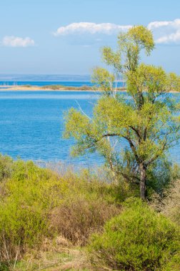 Bahar, büyük bir nehir, renkli ağaçlar. Nehir kenarında yumuşak sabah şafak ışığı içinde filizlenen büyük ağaç. Sakin nehir düşük dağlara akan