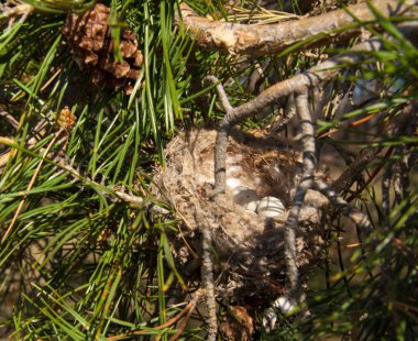 Kuş yumurtaları bir yuvaya. 