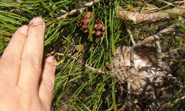 Kuş yumurtaları bir yuvaya. 