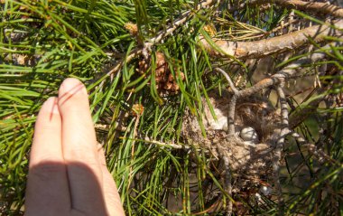 Kuş yumurtaları bir yuvaya. 