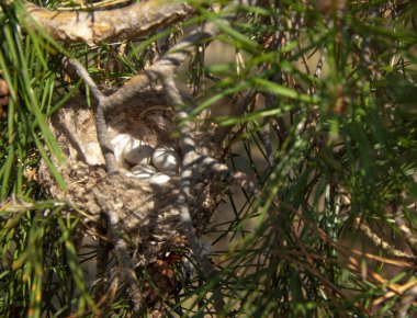 Kuş yumurtaları bir yuvaya. 