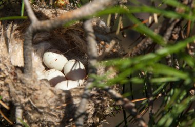 Kuş yumurtaları bir yuvaya. 