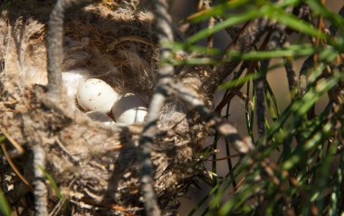 Kuş yumurtaları bir yuvaya. 