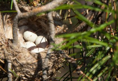Kuş yumurtaları bir yuvaya. 
