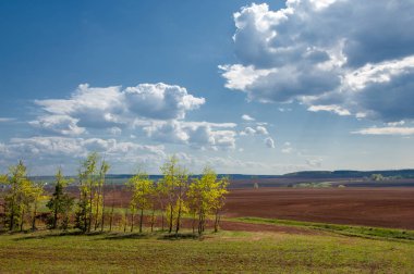 Alan sürülmüş, ekilen hububat. Bahar günü sürülmüş alana. Siyah toprak sürülmüş alan. Mavi gökyüzünde sürülmüş alan