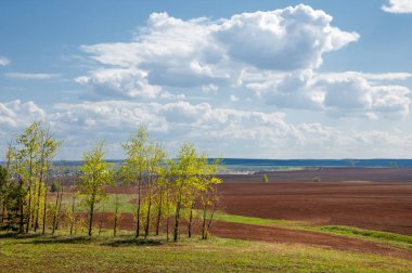 Alan sürülmüş, ekilen hububat. Bahar günü sürülmüş alana. Siyah toprak sürülmüş alan. Mavi gökyüzünde sürülmüş alan