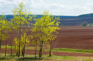 Alan sürülmüş, ekilen hububat. Bahar günü sürülmüş alana. Siyah toprak sürülmüş alan. Mavi gökyüzünde sürülmüş alan