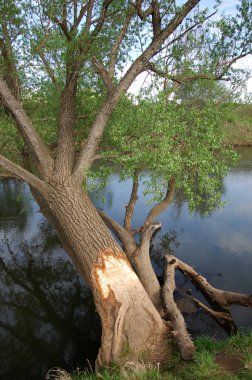 Bahar Nehri,, ağaç bahar güneş büyür..