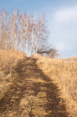 Bahar Orman, solmuş çimen, son kar, sıcak bahar günü, masaüstü duvar kağıtları. Bu fotoğraf iyi tasarım çözümü