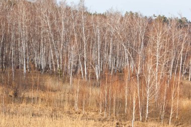 Bahar Orman, solmuş çimen, son kar, sıcak bahar günü, masaüstü duvar kağıtları. Bu fotoğraf iyi tasarım çözümü
