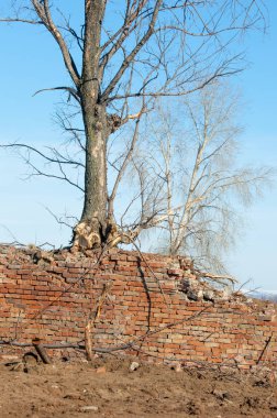Bahar. Son kar. Yalnız ağaç. Kırık tuğla duvar
