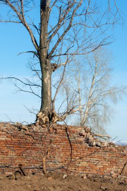 Bahar. Son kar. Yalnız ağaç. Kırık tuğla duvar