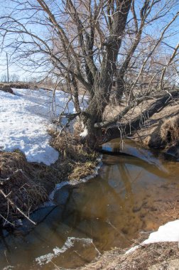 Bahar Orman, solmuş çimen, son kar, sıcak bahar günü, masaüstü duvar kağıtları. Bu fotoğraf iyi tasarım çözümü