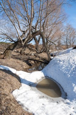 Bahar Orman, solmuş çimen, son kar, sıcak bahar günü, masaüstü duvar kağıtları. Bu fotoğraf iyi tasarım çözümü
