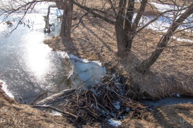 Bahar Orman, solmuş çimen, son kar, sıcak bahar günü, masaüstü duvar kağıtları. Bu fotoğraf iyi tasarım çözümü. Kunduzlar bir baraj inşa