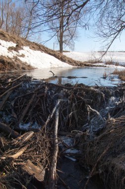 Bahar Orman, solmuş çimen, son kar, sıcak bahar günü, masaüstü duvar kağıtları. Bu fotoğraf iyi tasarım çözümü. Kunduzlar bir baraj inşa