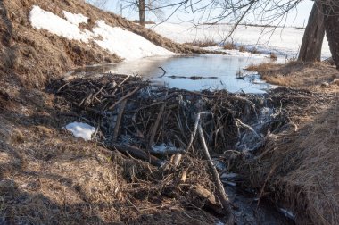 Bahar Orman, solmuş çimen, son kar, sıcak bahar günü, masaüstü duvar kağıtları. Bu fotoğraf iyi tasarım çözümü. Kunduzlar bir baraj inşa